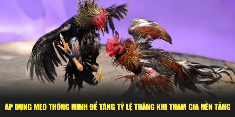 Loại hình đá gà 23win đa dạng